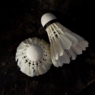 Familien på turné: Når badminton og familieliv smelter sammen